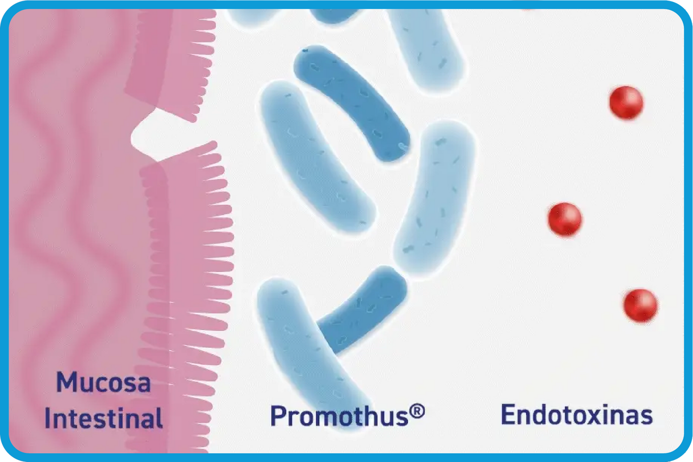 Promutus Suplemento alimenticio con probióticos | 360 mg | PROMOTHUS – HERGOM ...
