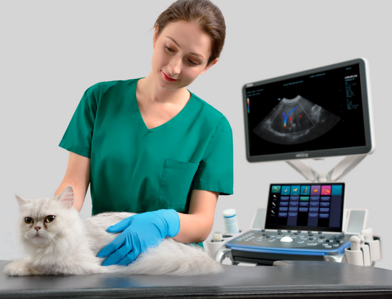 Equipo de ultrasonido para diagnóstico veterinario VETUS 8 - Marca Mindray Animal Care
